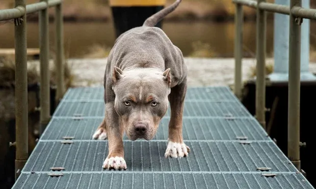 Which dog has the strongest bites? Top 10 breeds ranked with traits