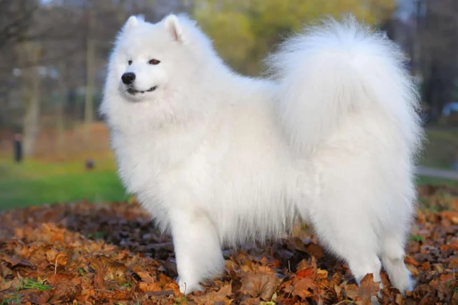 The most expensive dog breeds in the world